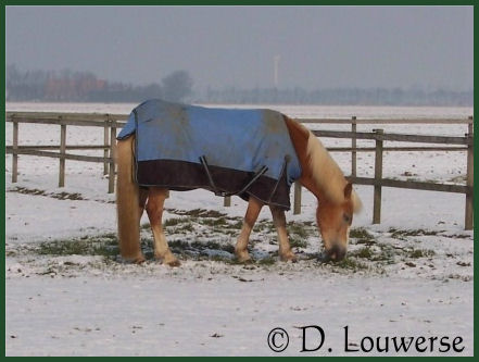 Foto 11 D.Louwerse